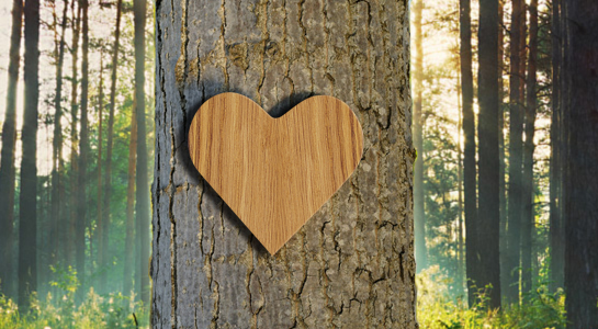 applicazione in legno a forma di cuore sul tronco di un albero